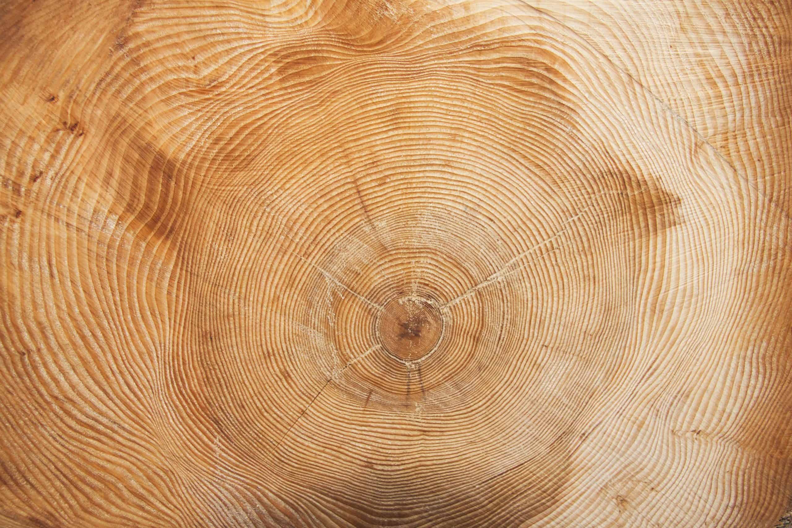 Close-up of a tree stump showing concentric growth rings in warm wood tones
